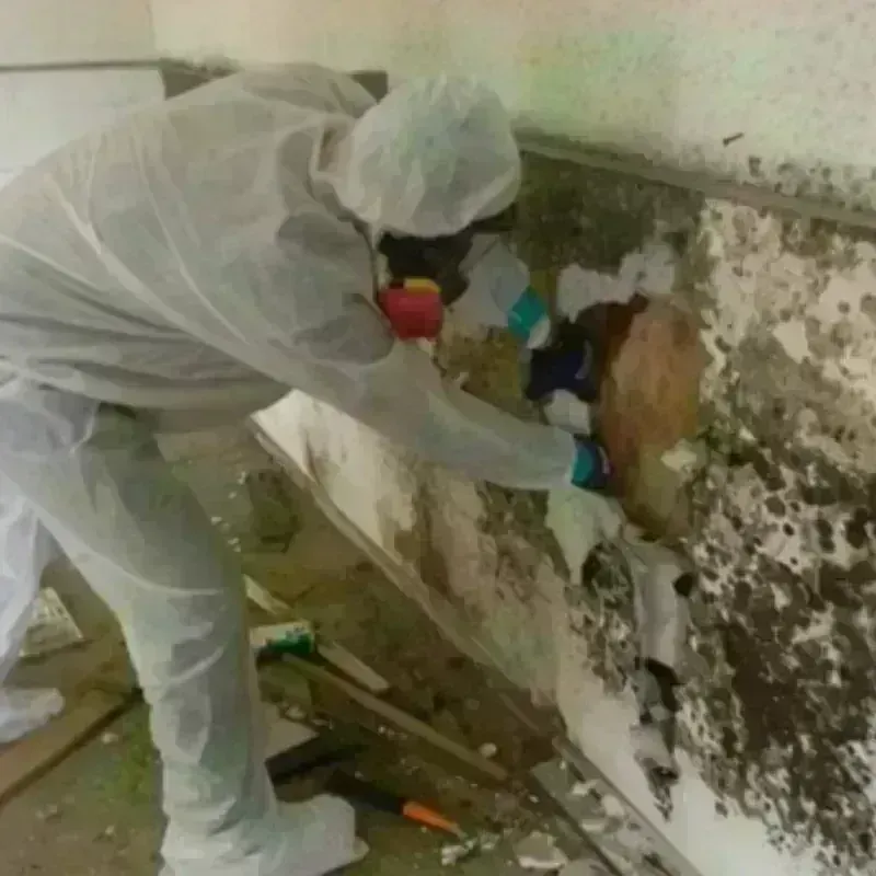 Mold Remediation and Removal in Lewisburg, TN